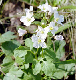 Cardamine californica