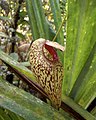 Nepenthes aristolochioides