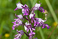 Helmknabenkraut (Orchis militaris) Blütendetail