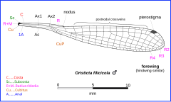 Oristicta filicicola