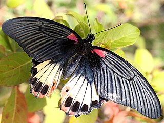 Female agenor, Thailand