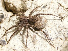 Pardosa milvina