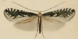 Parornix petiolella