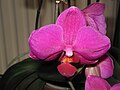 Phalaenopsis cultivar close-up