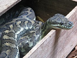 Szőnyegmintás piton (Morelia spilota)