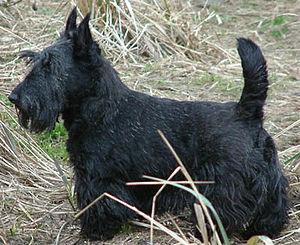 Scottish Terrier