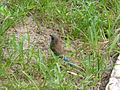 Schmetterlingsfink Red-cheeked Cordon-bleu male