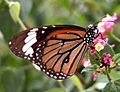 Danaus genutia