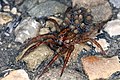 en:Wolf spider