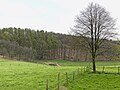 Wiesentümpel im Greueler Siepen