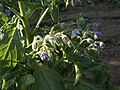 (Borago officinalis)