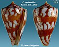 Conus capitanellus Fulton, H.C., 1938