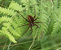 Weibchen von Dolomedes striatus auf seinem Brutgespinst