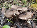 !Entoloma turci!