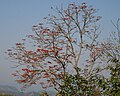 Erythrina stricta