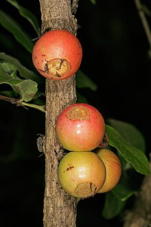 Feretia aeruginescens, fruit; plants cauliflorous, with flowers and fruit borne mainly on older stems. Lowveld National Botanical Garden, Nelspruit, Mpumalanga, South Africa