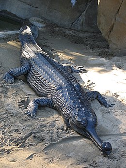 A család élő tagja, a gangeszi gaviál (Gavialis gangeticus)