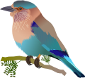 Indian Roller