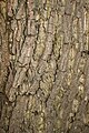 Bark