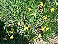 Heliopsis helianthoides var scabra