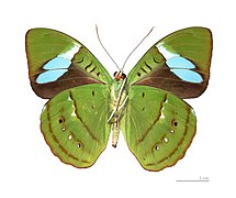 Museum specimen ♂ △ - Ventral side