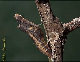 Mid-stage pupa