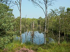 Aufgelassener, mit Wasser vollgelaufener Torfstich im Pietzmoor