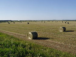 A field near Pizhanka in Pizhansky District