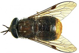 Scaptia beyonceae