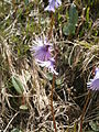 Soldanella alpina