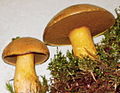 Suillus variegatus