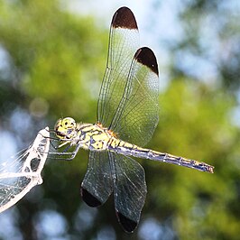 Sympetrum baccha