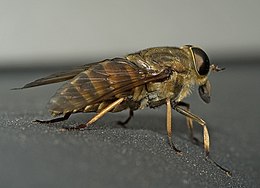 A szudéta bögöly (Tabanus sudeticus)