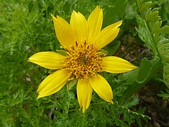 Unidentified flower on Lower Table Rock