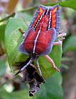 The flattened nymph of Tessaratoma papillosa clambering on some leaves. Its thorax is distinctively square-shaped