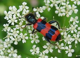 Szalagos méhészbogár (Trichodes apiarius)