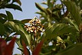 Viburnum odoratissimum