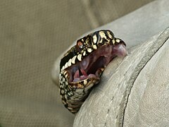 Head of common adder strikes around the edge of a leather glove and manages to get the left fang piercing the leather causing a small stain