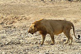 Benin'deki Pendjari Ulusal Parkı'nda yaşayan bir Batı Afrika aslanı