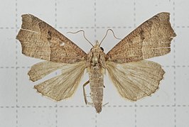 Anomis mesogona