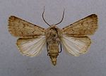 Agrotis cinerea – Specimen