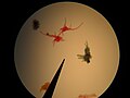 Mikroskop altında, boyanmış amipler (amoeba)
