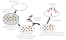 Hybridization is applied to the nucleic acid released from microbial colonies and labelled with a probe for detection by methods such as ultraviolet light or autoradiography. This is great for screening clones.