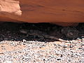 D) Chuckwalla(?) im Valley of Fire