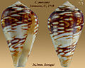 Conus mercator Linnaeus, C., 1758