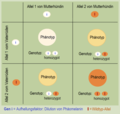 Intermediäre Vererbung des Aufhellungsfaktors i