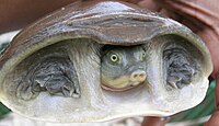 The Indian flapshell turtle (Lissemys punctata) from the Trionychidae is a highly advanced eucryptodire.