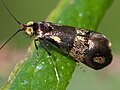 Nemophora topazias, Australia