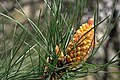 Pinus pinaster male cone.jpg
