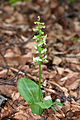 Grünliche Waldhyazinthe (Platanthera chlorantha)